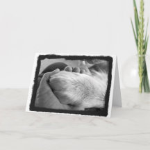 Paw in Hand Card