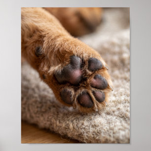 Paw Photo Custom 8 by 10 Pet Portrait Poster