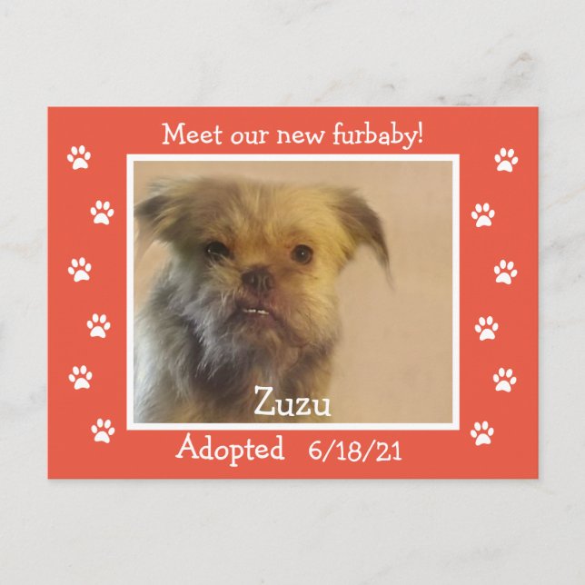 Paw Prints Frame Pet Adoption Save the Date  Postcard (Front)