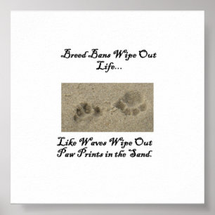 Paw Prints in the Sand