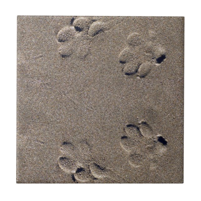 Paw Prints in the Sand Dog Pet Tile (Front)