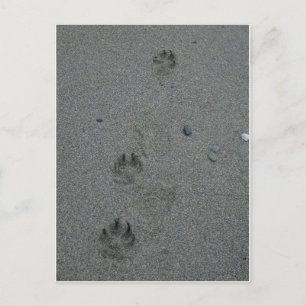 Paw Prints in the Sand Postcard