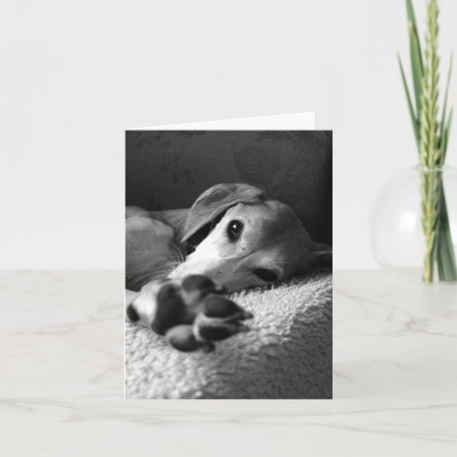 Paw Sammy Card (Front)