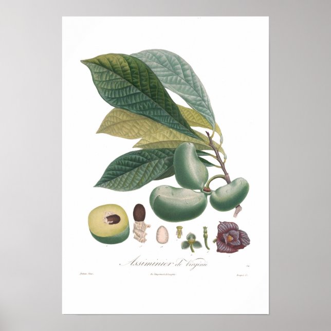 Pawpaw Poster (Front)