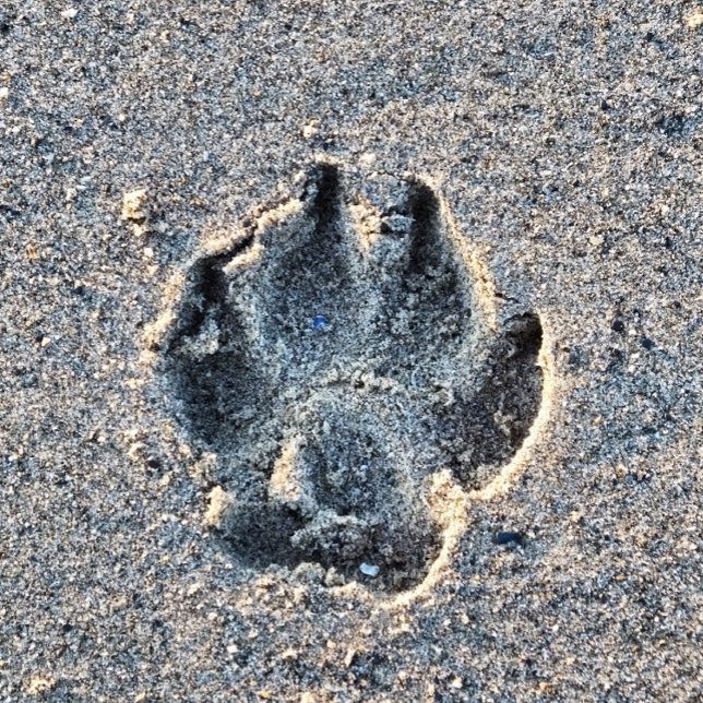 PAWPRINT IN THE SAND    TILE (Creator Uploaded)
