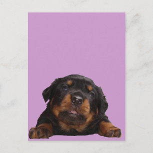 Paws For Thought Postcard