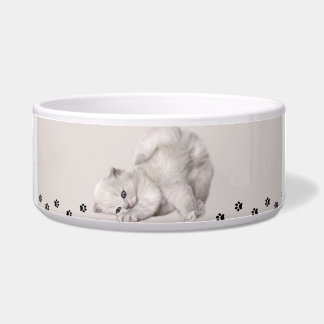 "Pawyer Bowl"? Kitten🐾✨