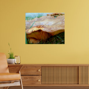 Paxillus involutus poster