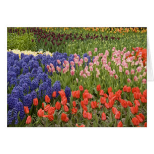 Pays-Bas aka Hollande), Lisse. Keukenhof 8