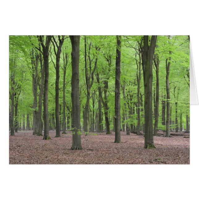 Pays-Bas Forest (Devant horizontal)
