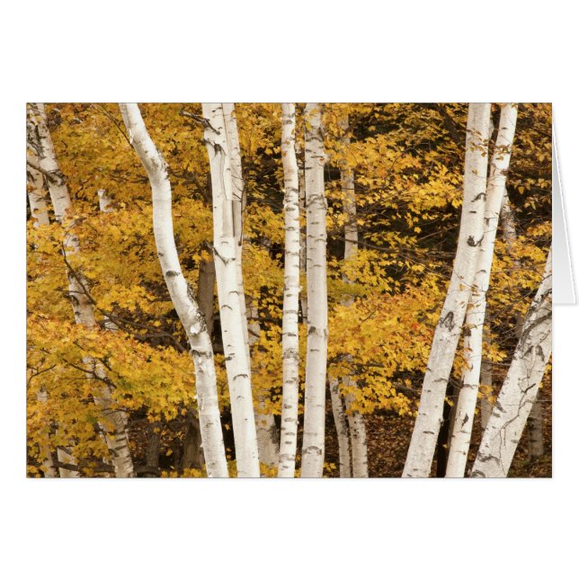 Paysage d'automne, Vermont, États-Unis (Devant horizontal)