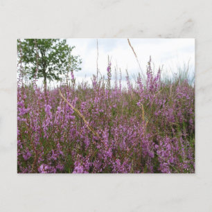 Paysage de fleurs pourpres DO-IT-YOURSELF carte po