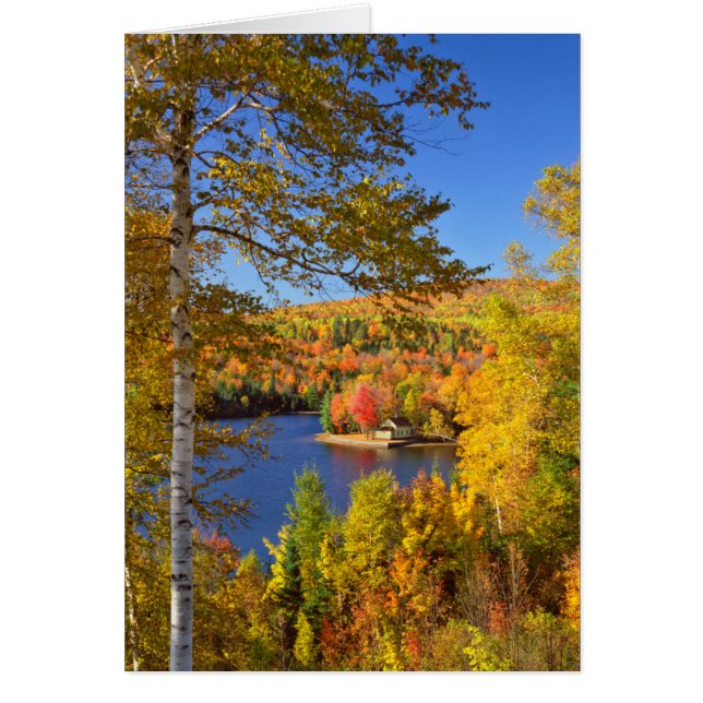 Paysage des arbres d'automne, Maine (Devant)