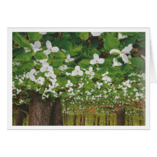 Paysage du Canada magnifique Niagara : LOWPRICE Ca