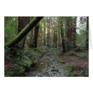 Paysage forestier du ruisseau de Muir Woods