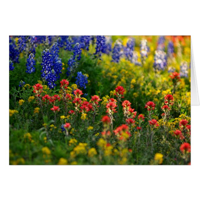 Paysages de Bluebonnet (Devant horizontal)