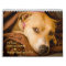 PBRC's Happy Endings Pit Bull Calendar 2014