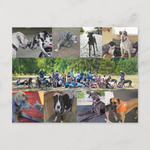 PDXDanes Postcard