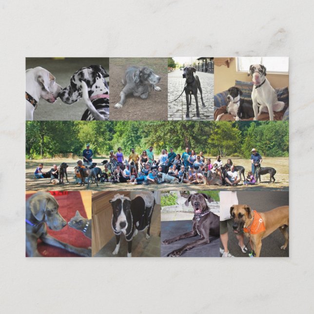 PDXDanes Postcard (Front)