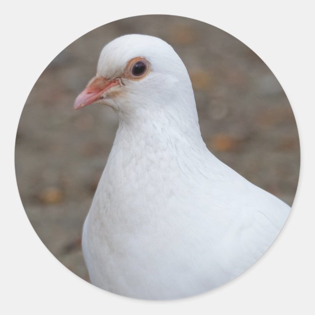 Peace Dove on the Pebbles Classic Round Sticker (Front)