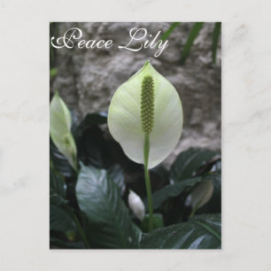 Peace Lily # 4 Postcard