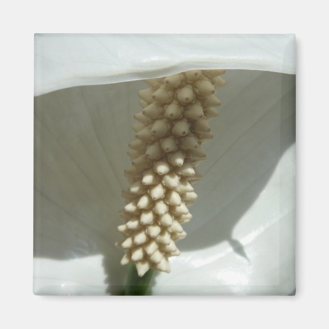 Peace Lily Elegant White Floral Magnet (Front)