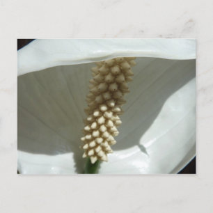 Peace Lily Elegant White Floral Postcard