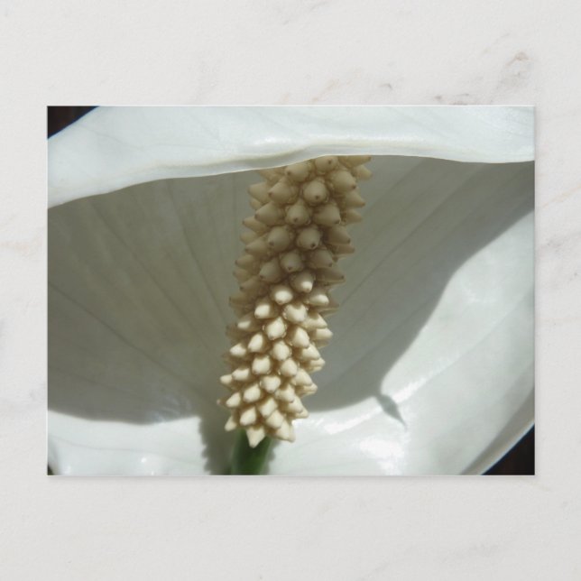 Peace Lily Elegant White Floral Postcard (Front)