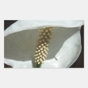 Peace Lily Elegant White Floral Sticker