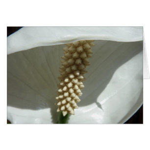 Peace Lily Élégante Flore Blanche