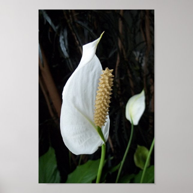Peace Lily Floral  Photograph Poster (Front)