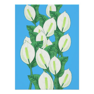 Peace Lily Illustration Poster