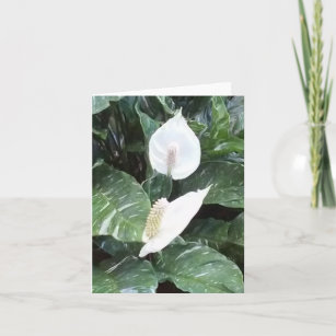 Peace Lily Photo Folded Note Card