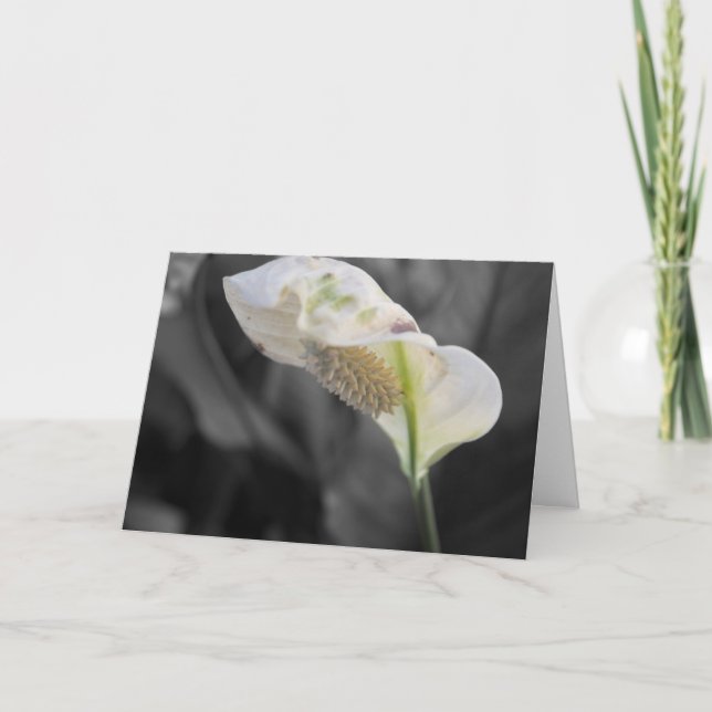 Peace Lily Photo "Happy Birthday!" Card (Front)