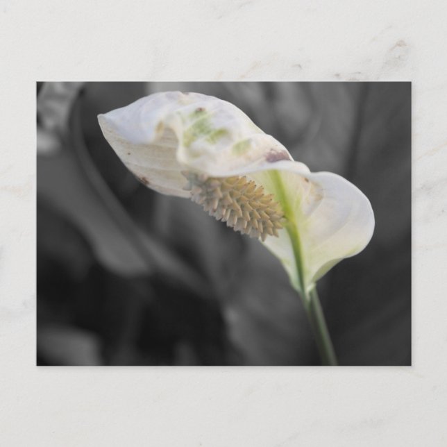 Peace Lily - Selective Colour Postcard (Front)