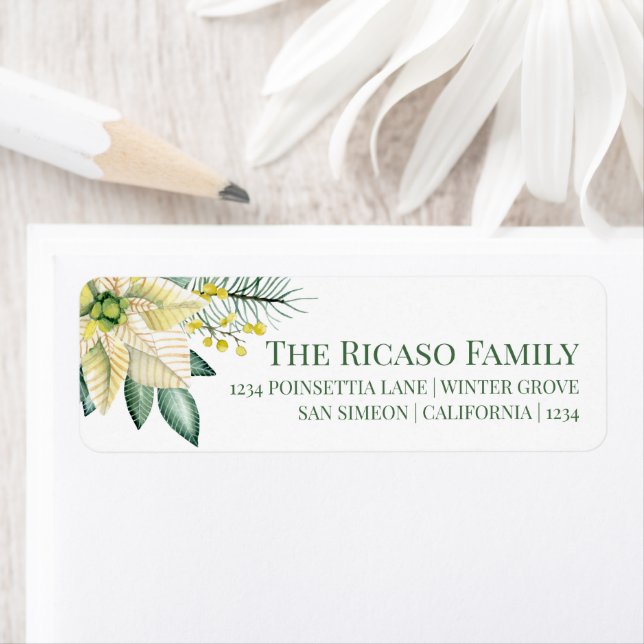 Peace Poinsettia Fleur d'hiver de Noël (En situation)