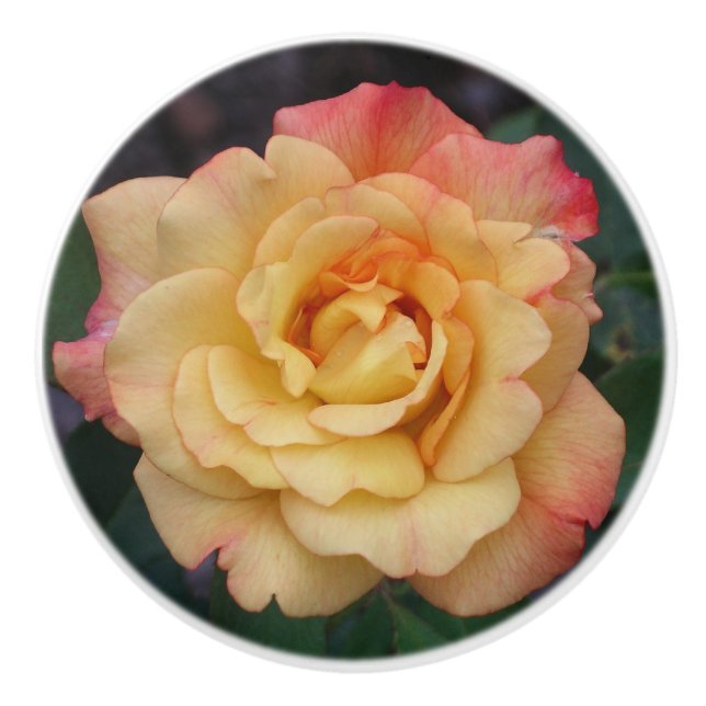 Peace Rose Beautiful Pink and Yellow Floral Ceramic Knob (Front)