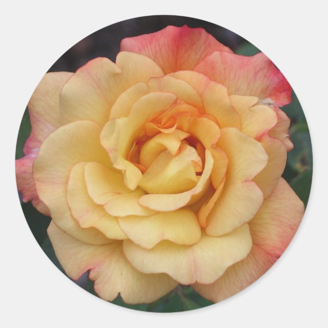 Peace Rose Beautiful Pink and Yellow Floral Classic Round Sticker (Front)