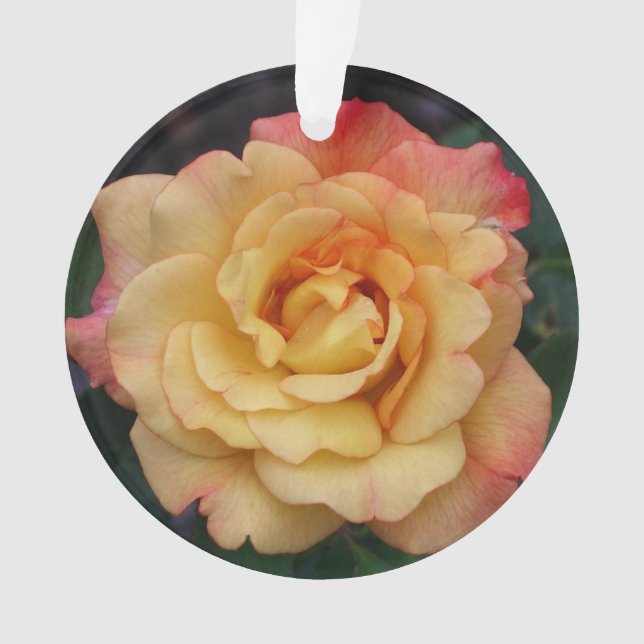 Peace Rose Beautiful Pink and Yellow Floral Ornament (Front)