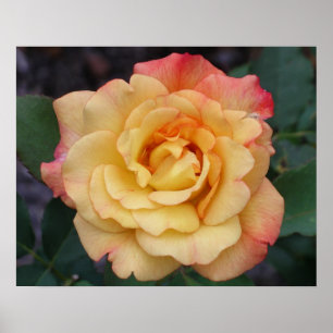 Peace Rose Beautiful Pink and Yellow Floral Poster