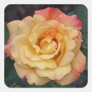 Peace Rose Beautiful Pink and Yellow Floral Square Sticker
