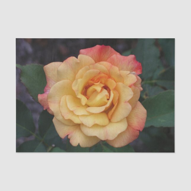 Peace Rose Beautiful Pink and Yellow Floral Tissue Paper (Front)