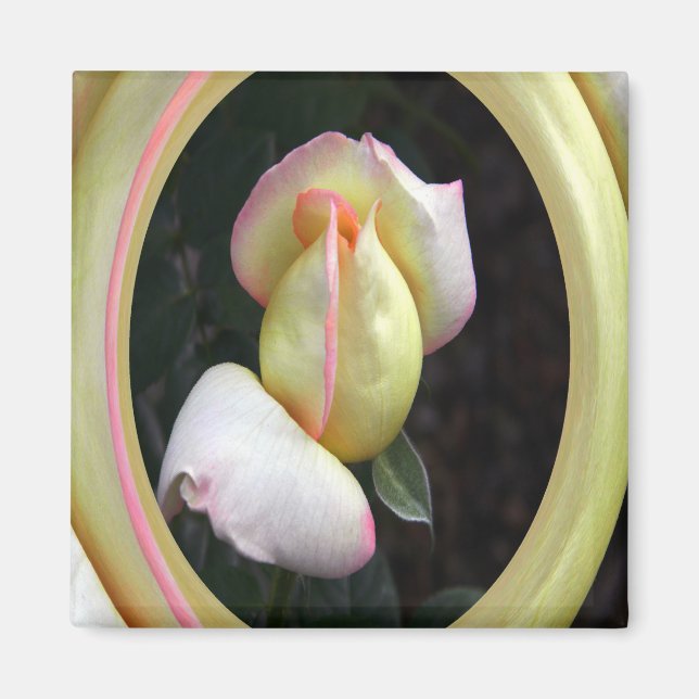 Peace Rose  Love.... Magnet (Front)