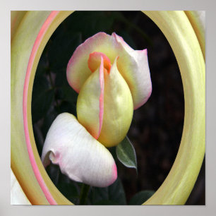 Peace Rose Love.... Poster