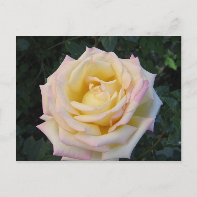 Peace Rose Postcard (Front)