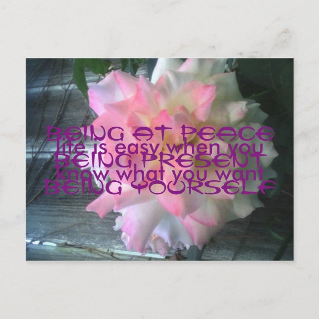 Peace Rose Postcard (Front)