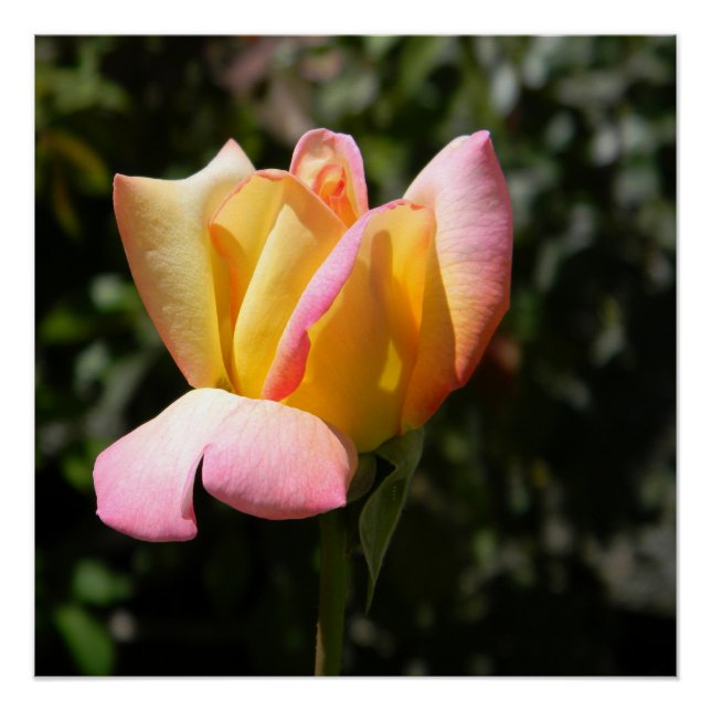 Peace Rose... Poster (Front)