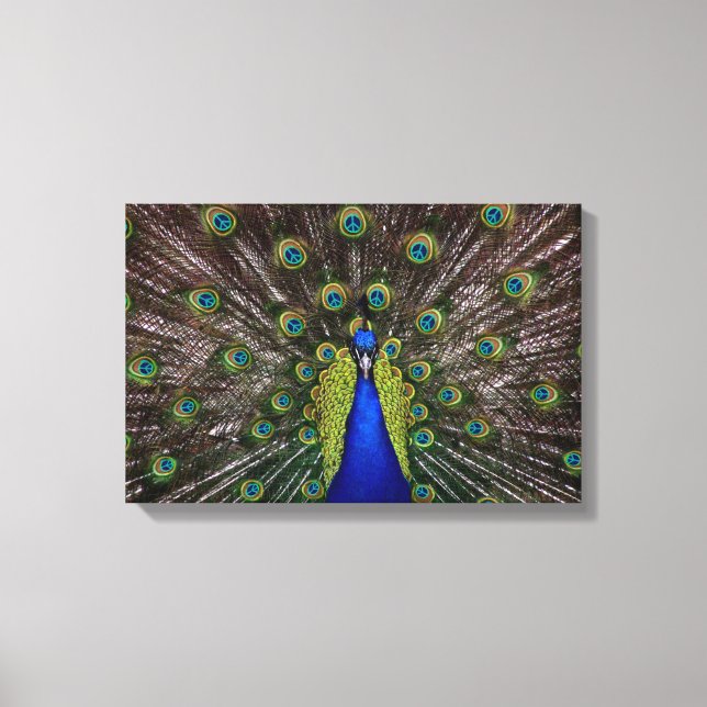 Peacecock Canvas Print (Front)