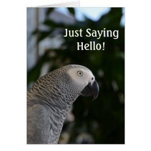 Peaceful African Grey