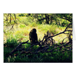 Peaceful Baboon